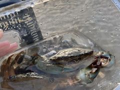 ₳̉nGRc[lbgւ̓eʐ^1