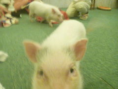 炿񂳂̃}CNu^X qPIGPARKւ̓eʐ^1