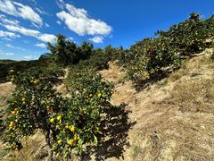 ܂т̊ωRt[cK[fւ̓eʐ^2