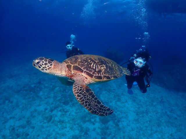 �J���Ɖj�����I_Y'S DIVE OKINAWA