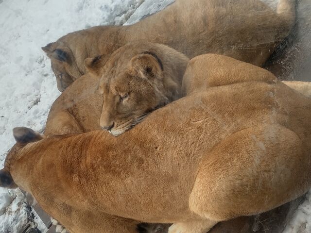 �Y��郉�C�I��_���R������