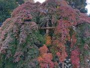 �����ڂ�����̐��_�Ђ̃V�_���C���n�J�G�f�̓��e�ʐ^4