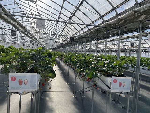 とてもよかったです_ロックファーム京都(あざといちごハウス)