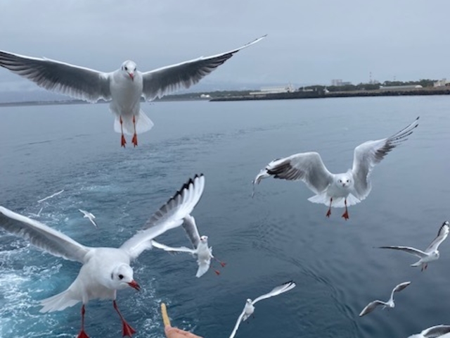 �J�����̉a���ō��I�I�I_���ǂ���Í`�V���N���[�Y