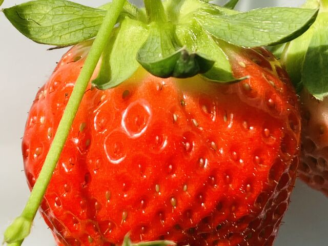 �傫�ȊÂ�����������_���ڂ�������