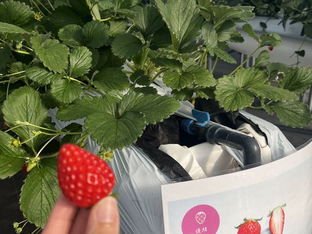 いちご_ロックファーム京都(あざといちごハウス)