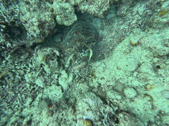 taiSeaChanΊ_ւ̓eʐ^1