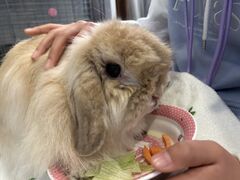 RenâɏoJtFE~jւ̓eʐ^1