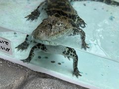 ���Ƃ���񂳂�̔M��o�i�i���j���ւ̓��e�ʐ^1