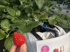 ҂݂̃bNt@[s(ƂnEX)ւ̓eʐ^1