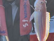 ނpp̈ɓc}Z^[̓eʐ^1