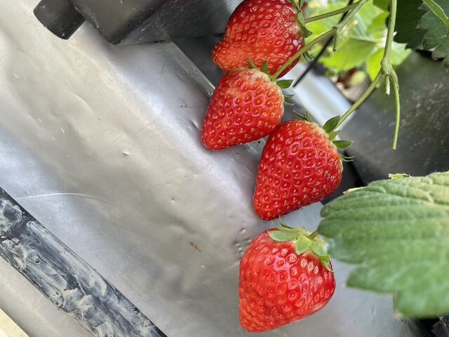 ���n���Ă����C�`�S�̊Â��͊i�ʂł�_���b�`�t�B�[���h�Ó�_��