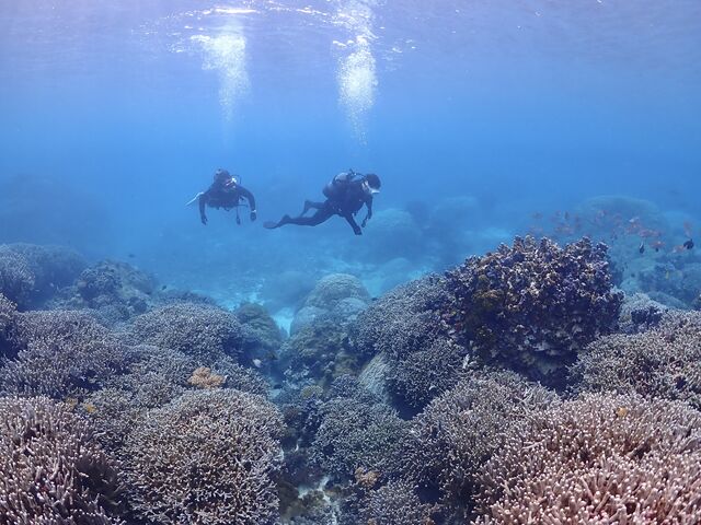 ���̓��r�[�`�_�C�r���O_���Ⴑ����