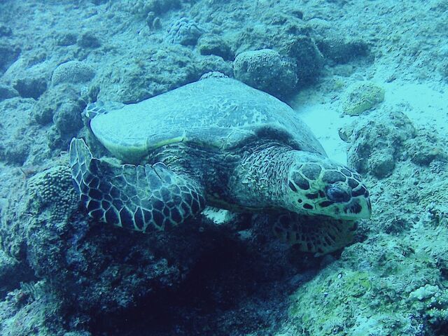 �^�C�}�C_�_�C�r���O�T�[�r�X�Ђ�sun