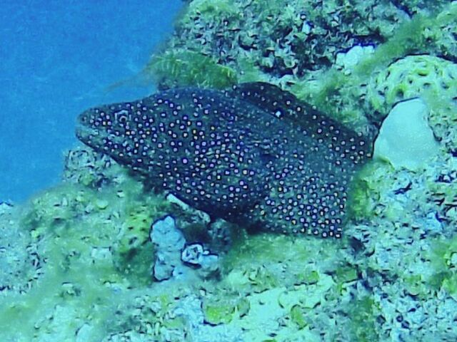 �n�i�r���E�c�{_�_�C�r���O�T�[�r�X�Ђ�sun