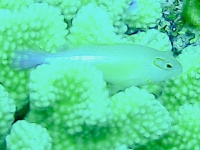 ���K�l�S���x_�_�C�r���O�T�[�r�X�Ђ�sun