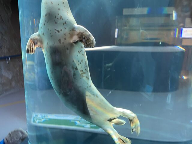 �A�U���V�قł������_���R������