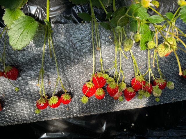 ��R�C�`�S������܂���_�ÎR�_��