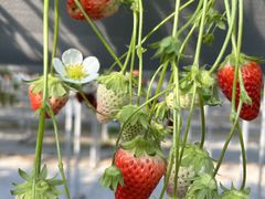 eBAbrown crewւ̓eʐ^1