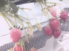 �����т������������_���ւ̓��e�ʐ^1