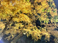 ɂɂ񂳂̐xւ̓eʐ^1