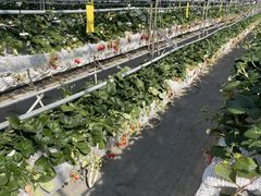 ܂܂̊ό_Ct@[ւ̓eʐ^2