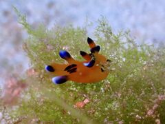 �݂₱�Ԃ����BLUE TABBY�ւ̓��e�ʐ^1