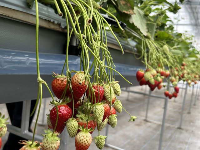 �������̗l�q_�P���P���̓m