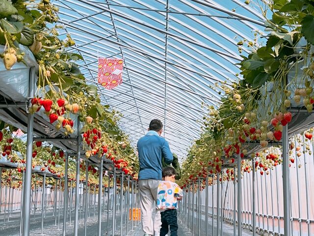 �L�x�Ȏ�ނ̃C�`�S���ǂ��I�@�t�@�[���{�C�Ő����@_������ �Ղ��� -ichigo plant-