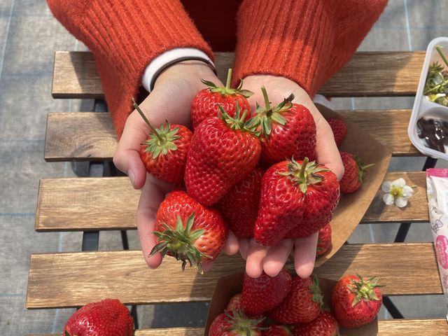 �l�I�ɂ́y�����������z���������������ł�_������ �Ղ��� -ichigo plant-