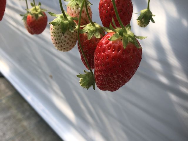 ����������_�O���[���t�@�[����΁@�����肢�����n�E�X