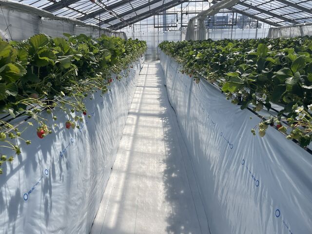 ������_�͂Ȃ̂��t�@�[��