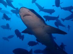 Ẅɓ_CrOXN[aJXւ̓eʐ^1