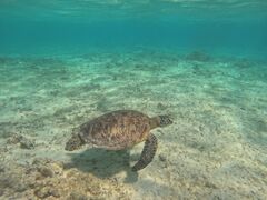 _fB^J̃RY~bNA[Xւ̓eʐ^1