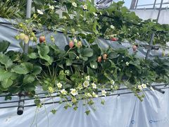 ݂̂͂Ȃ̂t@[ւ̓eʐ^1