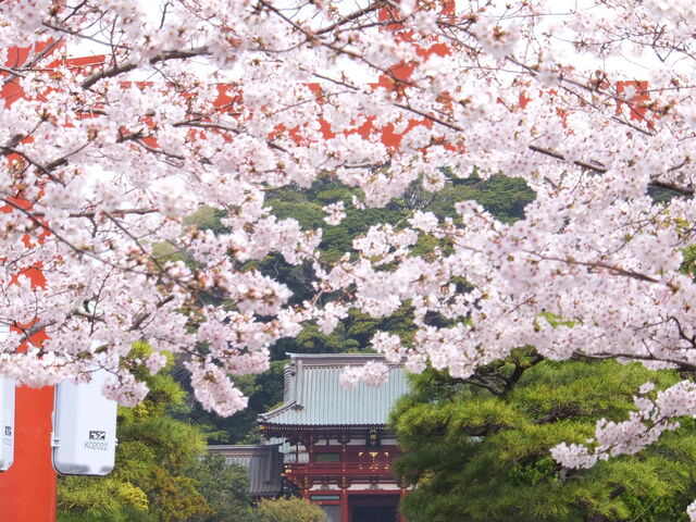 �i��������z���̔����{_�i��