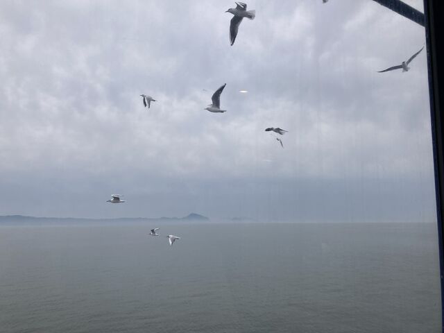 �F�{�t�F���[�@�I�[�V�����A���[���ɂā@�D�ɂ��Ă��邩���߂Ƃ̒Z���D���͂ƂĂ��y���������ł�_�F�{�t�F���[