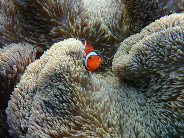 �j���ɂ���܂�_�u���[�t�H���X�g�{�Ó�