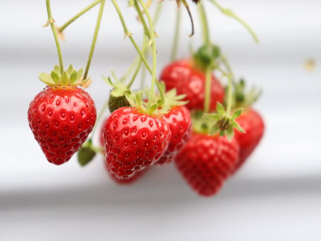 �F���悭����Ȃ���Ԃ���ƂĂ��ǂ������ł����I_�W�H���t���[�c�_��