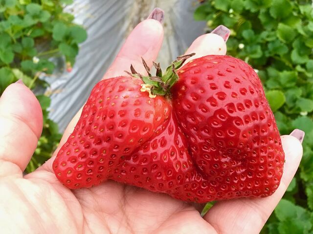 �傫�Ȃ���������������B_���c�_��