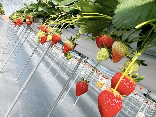 �ق������I�X�X���ł��I_�������_�������ǁE�ׂ�[