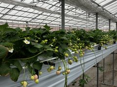 ό_ Bee my Berry̎ʐ^2