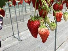 񂳂̕όAOXl΂ւ̓eʐ^1