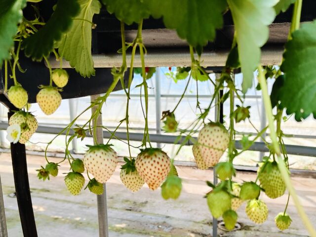 �����������C�`�S_�c����