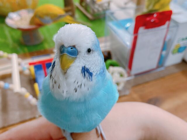 JLJLĂꂽ̓`t_Xm{ Ђ