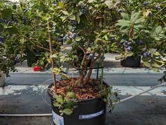 �䂫����񂳂�͍̉��_���ւ̓��e�ʐ^1