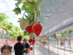 ���肳����̑����_���ւ̓��e�ʐ^1