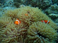 ނނނ̃ANAJ[Yւ̓eʐ^1