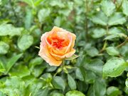 V^Ci[̃AgG&JtF Ԗт̃A̓eʐ^2