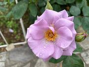 V^Ci[̃AgG&JtF Ԗт̃A̓eʐ^3